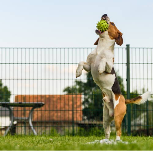 A puppy jumping up to catch a chew toy