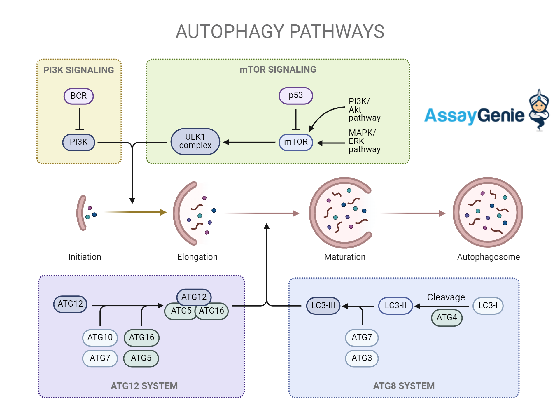 An overview of autophagy pathway