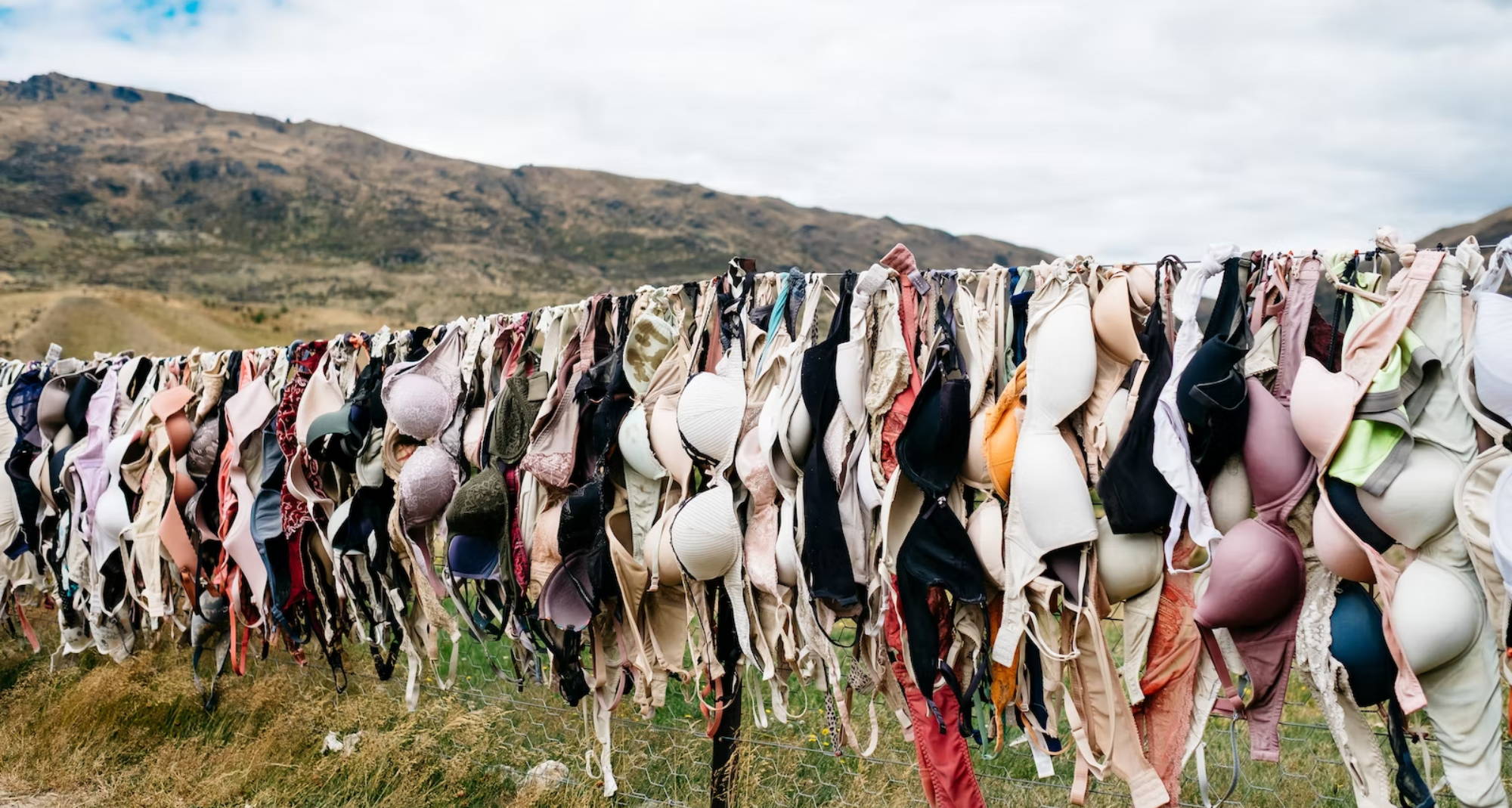 hundreds of old bras hanging from a wire in a grassy field