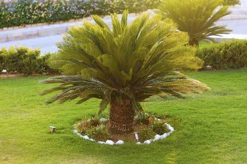 How to Care for Palm Trees - PlantingTree