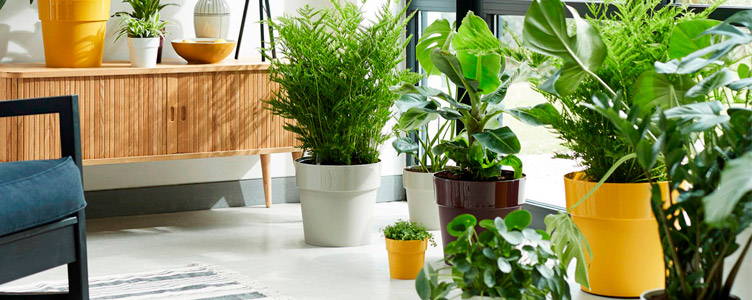 Elho® flower pots in the spotlight