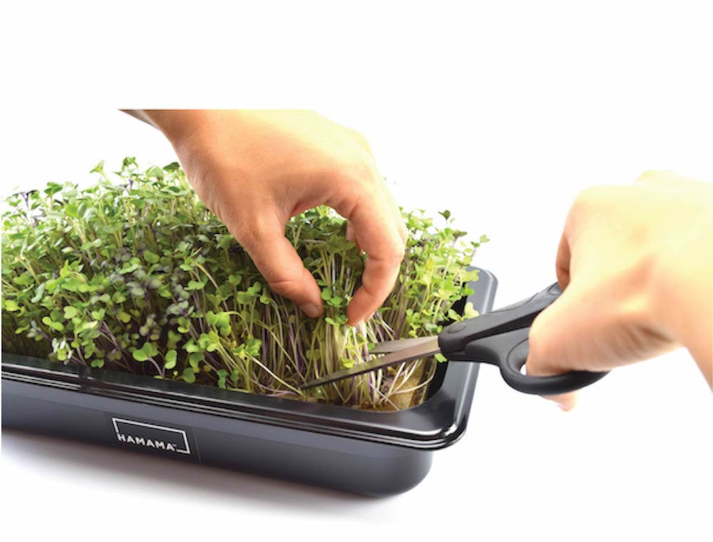 Steps for growing microgreens and micro herbs in a microgreen kit. Harvest fully grown microgreens and micro herbs.