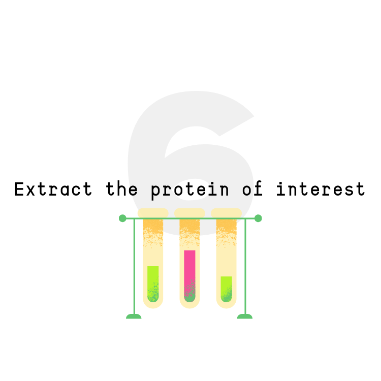 Future Fields EntoEngine™ protein production process step 6