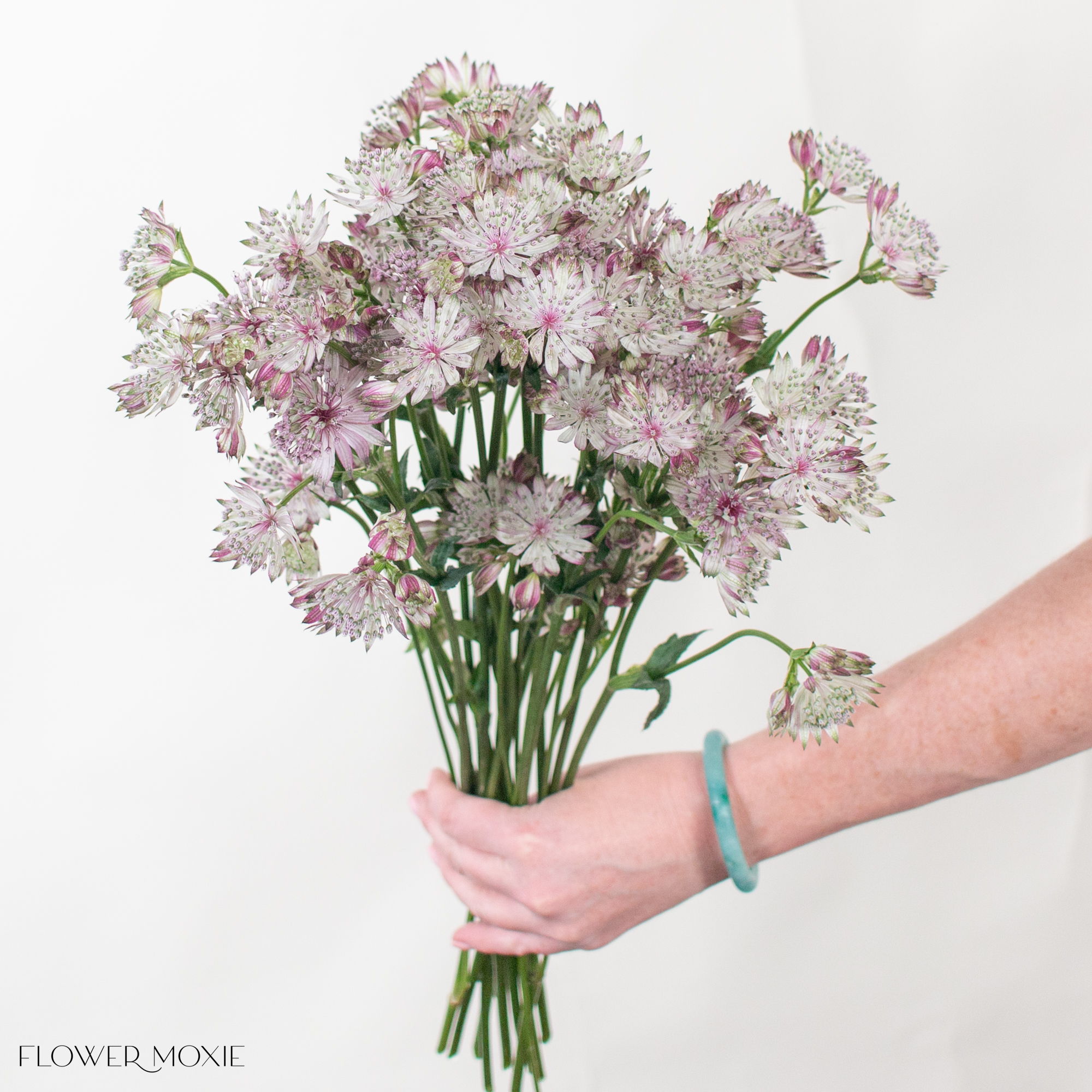 Light Pink Astrantia