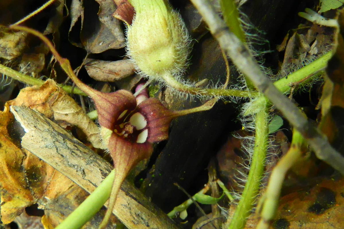 Wild Ginger flowers growing on the ground