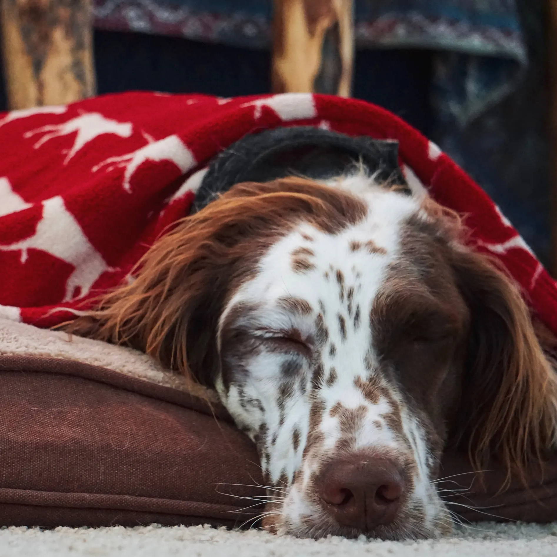 A springer sleeping on a Tall tails dog bed with a tall tails blanket